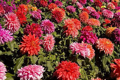 国产STG游戏《强袭人形：原体》现已上架Nintendo Switch